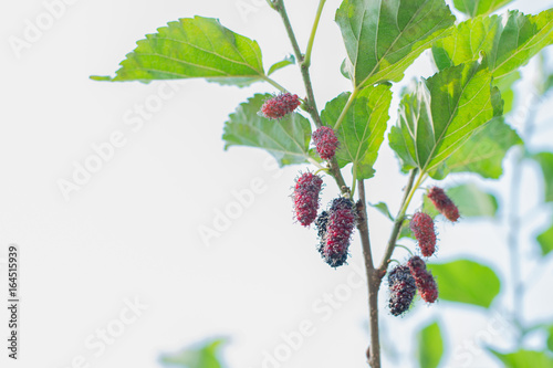 mulberry fruit with green leaves on tree.