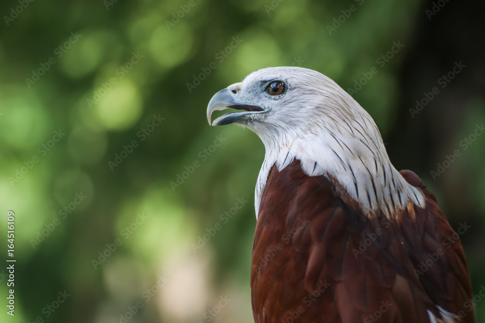 Hawk, Hawk eyes, red wing color hawk, Brahminy Kite is Flying Predators and powerful hawk that use to control other bird in farmer, biological control Hawk, Hawk eyes, red wing color hawk, Brahminy Kite is Flying Predators and powerful hawk that use to control other bird in farmer, biological control