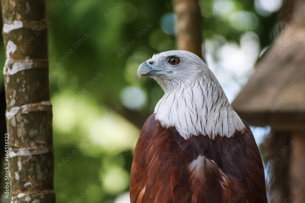 Hawk, Hawk eyes, red wing color hawk, Brahminy Kite is Flying Predators and powerful hawk that use to control other bird in farmer, biological control Hawk, Hawk eyes, red wing color hawk, Brahminy Kite is Flying Predators and powerful hawk that use to control other bird in farmer, biological control
