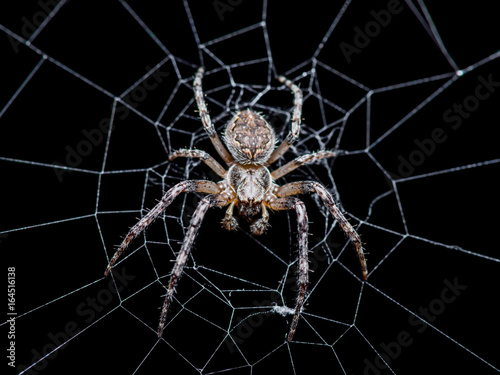 Spider Web Trap on Dark Background