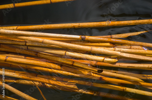 Bamboo sticks in water