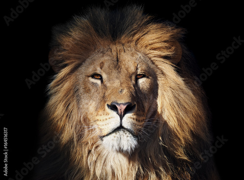Lion great looking at camera isolated at black © Sergii Mironenko