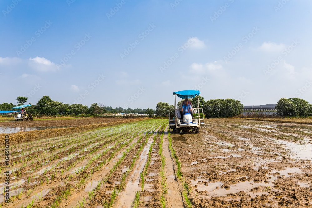 rice transplanting with machine, agriculture concepts. rice transplanting with machine, agriculture concepts.