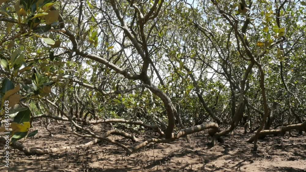 Mud flat Mangrove trees in coastal wetland estuary environment Mud flat Mangrove trees in coastal wetland estuary environment