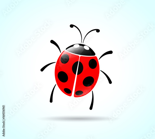 ladybug on white background © Francois Poirier