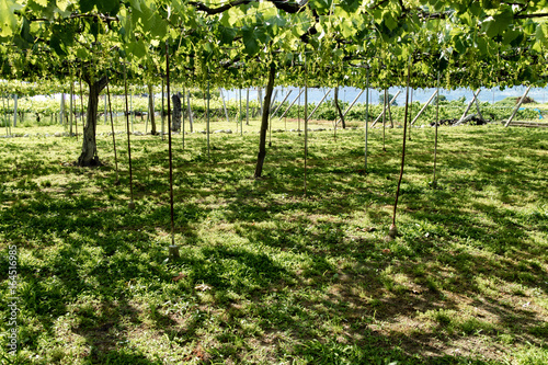 Yamanashi Grape Farm