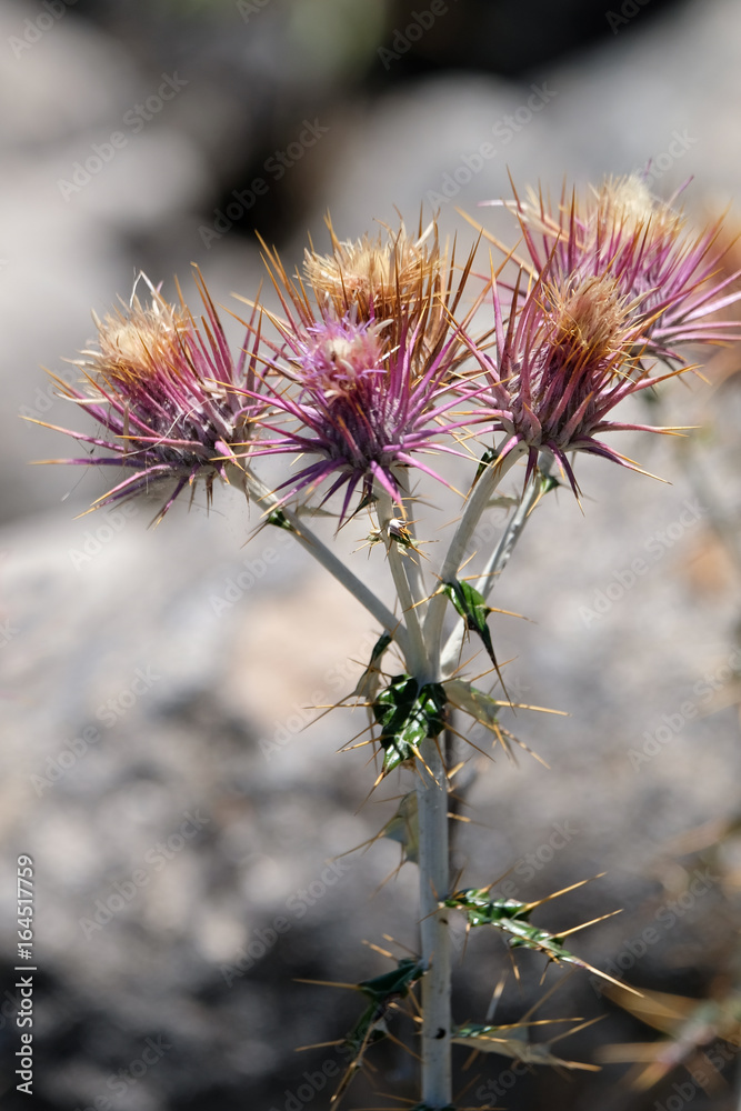 Seedhead of the Milk Thistle, (Silybum marianum) Seedhead of the Milk Thistle, (Silybum marianum)