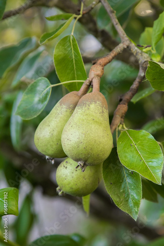 bartlett pear