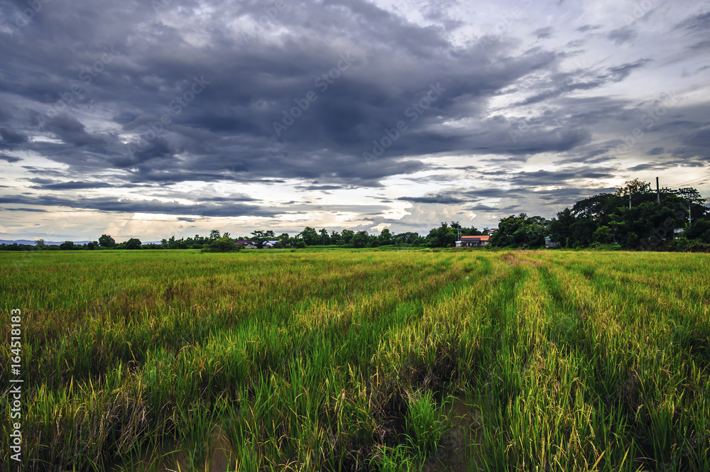 Landscape of rice fields in the evening