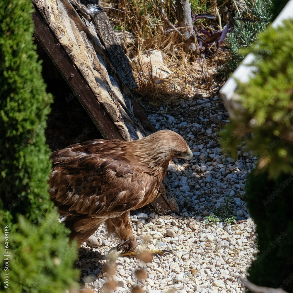 Fototapeta premium BENALMADENA, ANDALUCIA/SPAIN - JULY 7 : Golden Eagle (Aquila chrysaetos) at Mount Calamorrow near Benalmadena in Spain on July 7, 2017