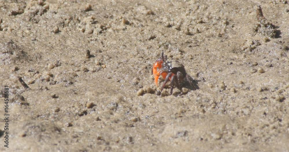Mud crabs feeding and flixing burrows in a mangrove tidal flat Mud crabs feeding and flixing burrows in a mangrove tidal flat