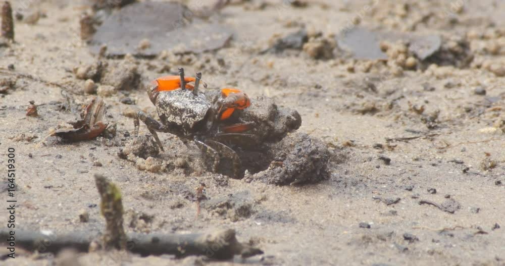 Soldier Crabs or mud crab on tidal flats of a mangrove marine estuary Soldier Crabs or mud crab on tidal flats of a mangrove marine estuary