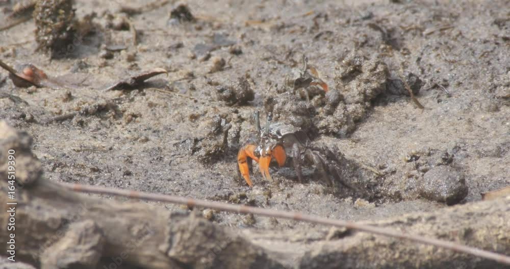 Soldier Crabs or mud crab on tidal flats of a mangrove marine estuary Soldier Crabs or mud crab on tidal flats of a mangrove marine estuary