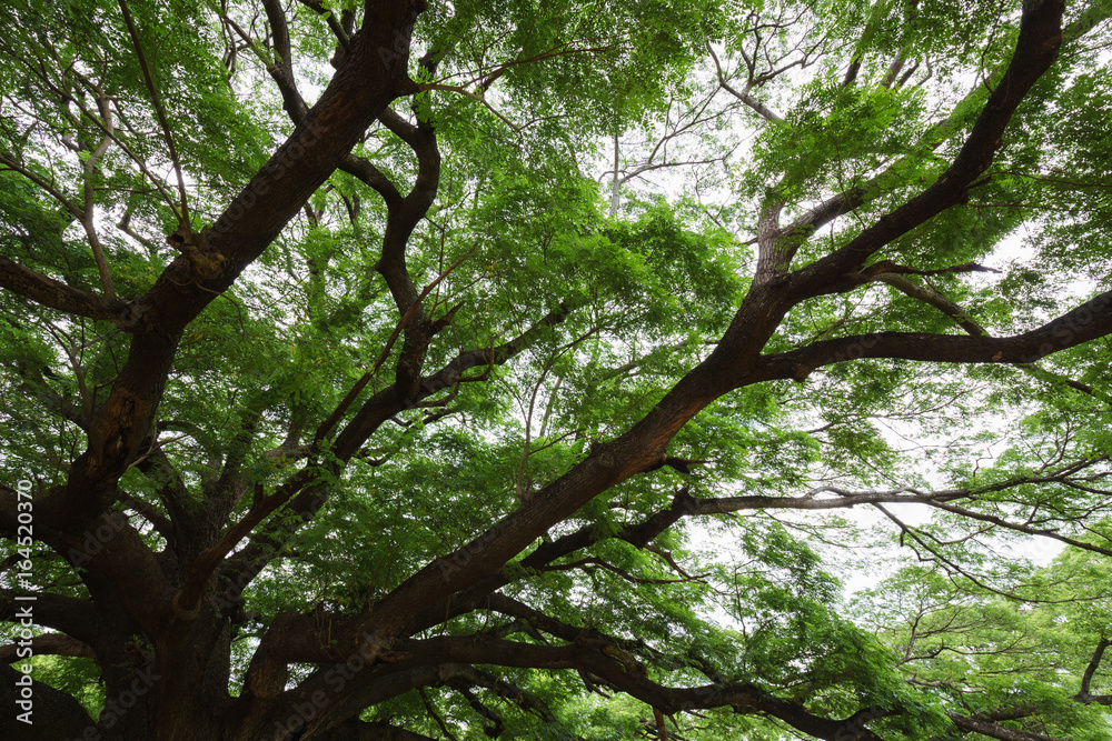 branch of Giant Monky Pod Tree in Kanchanaburi, Thailand branch of Giant Monky Pod Tree in Kanchanaburi, Thailand