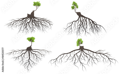 Set of tree roots