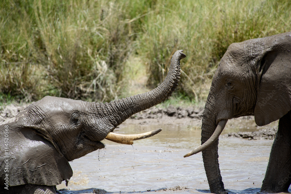Obraz premium Elephant in Kenya