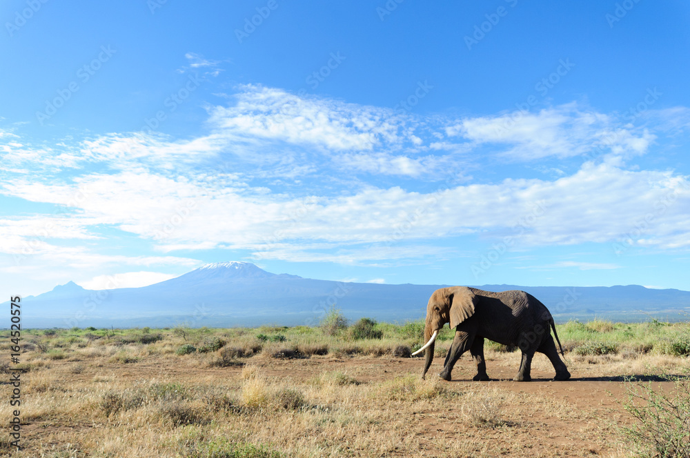 Elephant in Kenya Elephant in Kenya