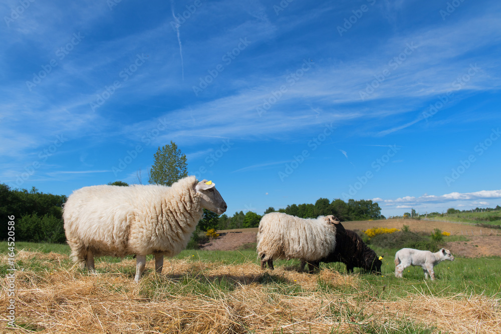 Black sheep with lamb Black sheep with lamb