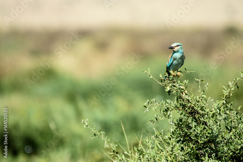 Lilac Breasted Roller Kenya