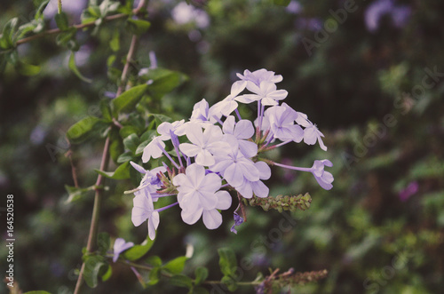 Little Flowers in West Hollywood