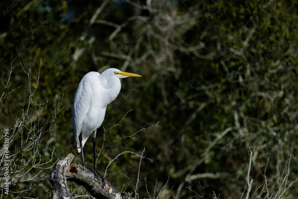 Fototapeta premium Egret in profil