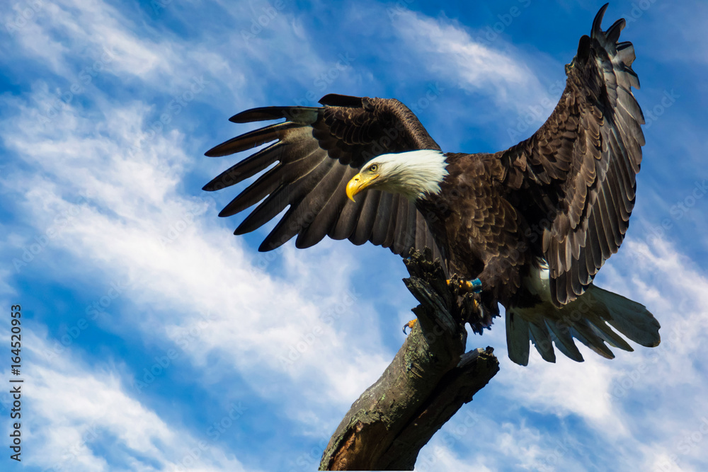 Fototapeta premium Bald Eagle Closeup Landing on a Branch