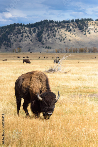 Buffalo in Jackson Hole