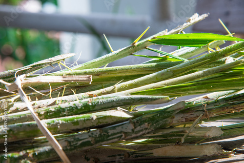  Rattan palm raw food . photo