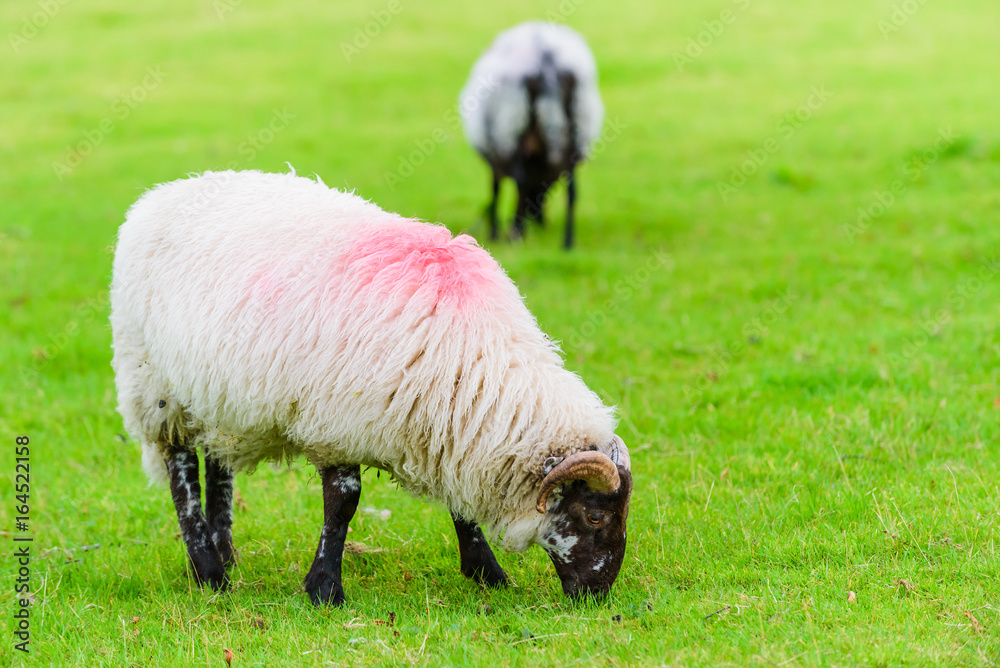 Sheep on a meadow near the lake lake Glencar. County Leitrim. Ireland Sheep on a meadow near the lake lake Glencar. County Leitrim. Ireland