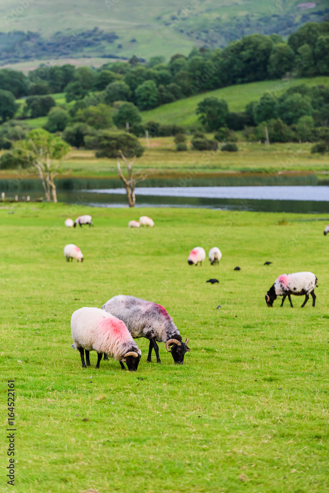 Landscape with sheep in a meadow near the lake Glencar. County Leitrim. Ireland Landscape with sheep in a meadow near the lake Glencar. County Leitrim. Ireland