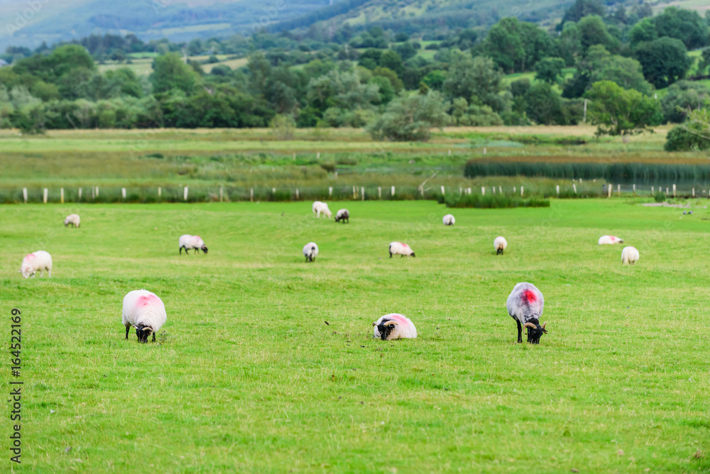 Landscape with sheep in a meadow near the lake Glencar. County Leitrim ...