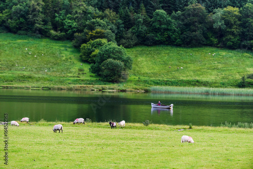 Landscape with sheep in a meadow near the lake Glencar. County Leitrim. Ireland