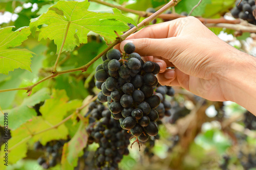 Hand picking grapes on the vine