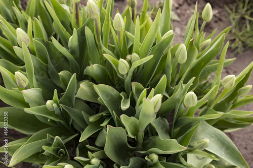 Close View Cluster of Closed Bud Tulips Green Stems Leaves  Rich Ground  No Sky  No People  Daytime - Wooden Shoe Tulip Farm  Oregon