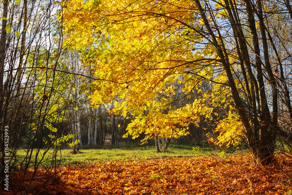 the beautiful sunny autumn landscape the beautiful sunny autumn landscape