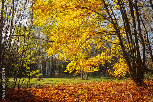 the beautiful sunny autumn landscape