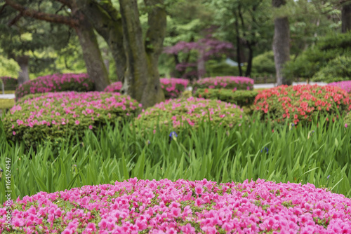 colorful flower in garden