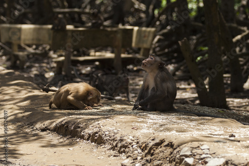 A monkey prays to an elder photo