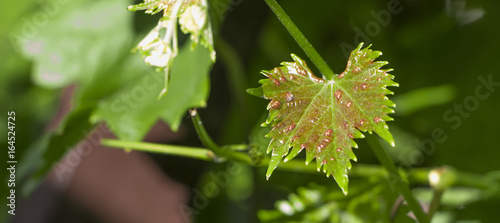 Photography A young sprout of grapes is infected with parasites - a spider mite