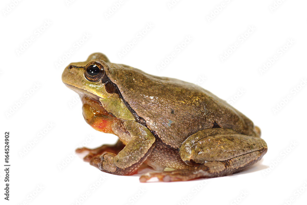 full length green tree frog on white background full length green tree frog on white background