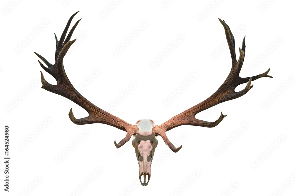 Obraz monster deer hunting trophy