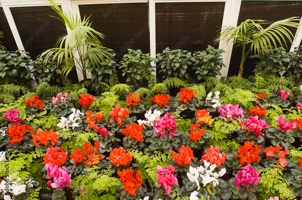 Flowering Cyclamen plants