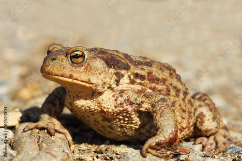 female common brown toad close up