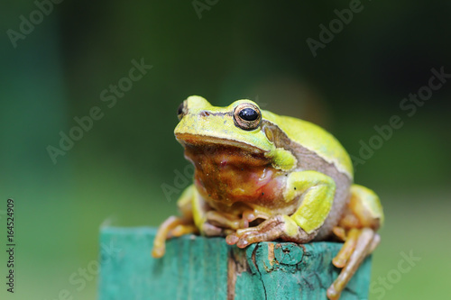 full length image of green tree frog