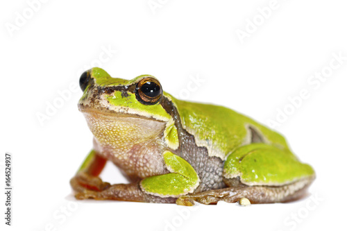 green tree frog close up on white