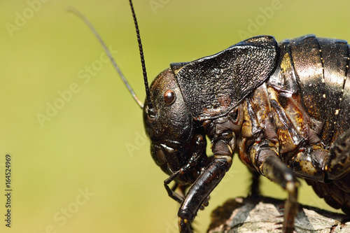 macro image of big bellied cricket © taviphoto