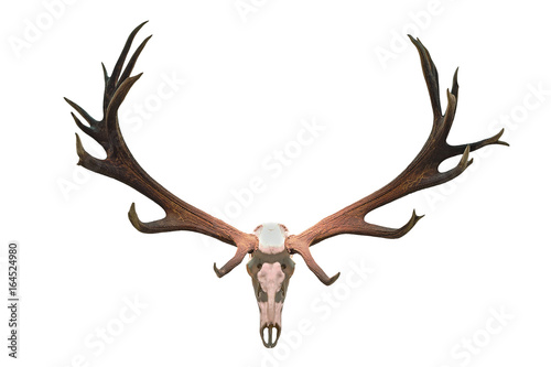 monster deer hunting trophy