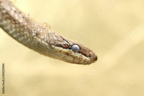 portrait of a smooth snake
