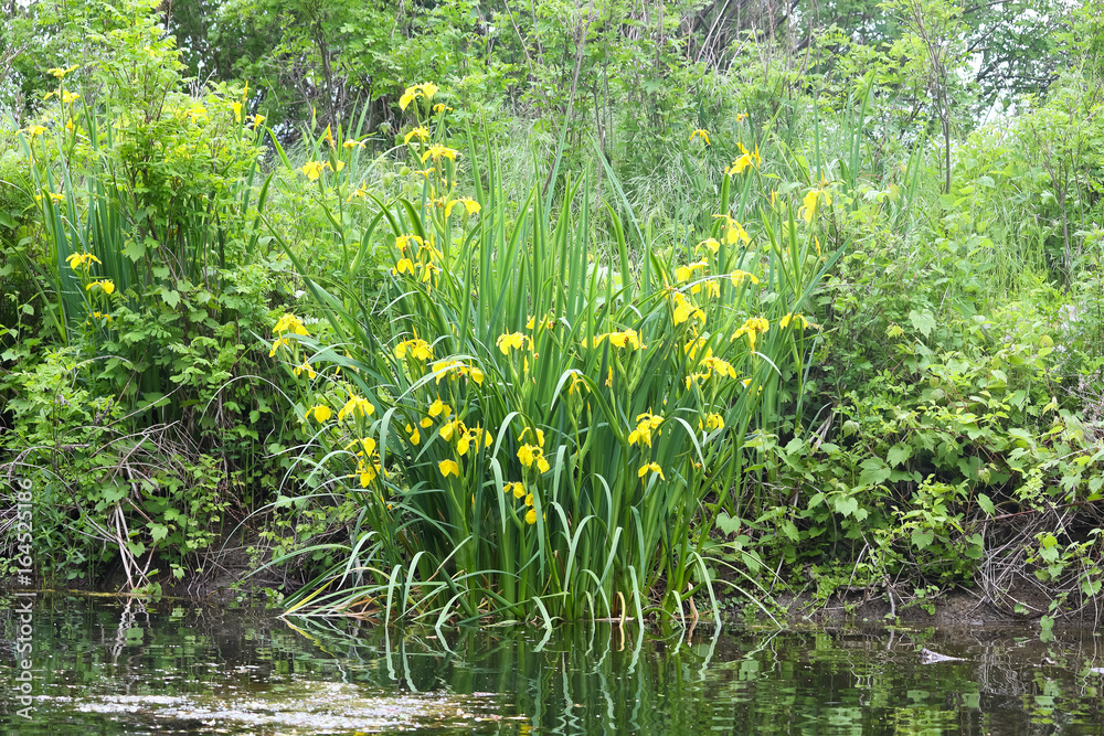 Flowers yellow iris pseudacorus or marsh in the wild Flowers yellow iris pseudacorus or marsh in the wild