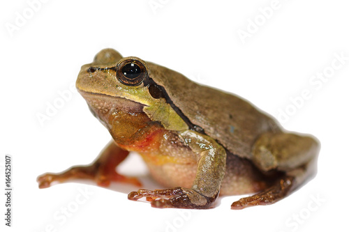 tiny green tree frog over white background
